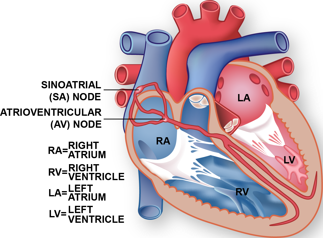 Conduction System The Texas Heart Institute®