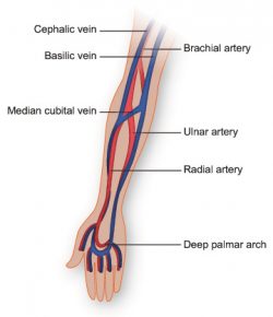 Vasculature of the Arm | Texas Heart Institute