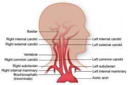 Vasculature of the Head | Texas Heart Institute