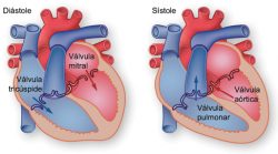 Sacrificio preferible Abrazadera El latido cardíaco | The Texas Heart Institute