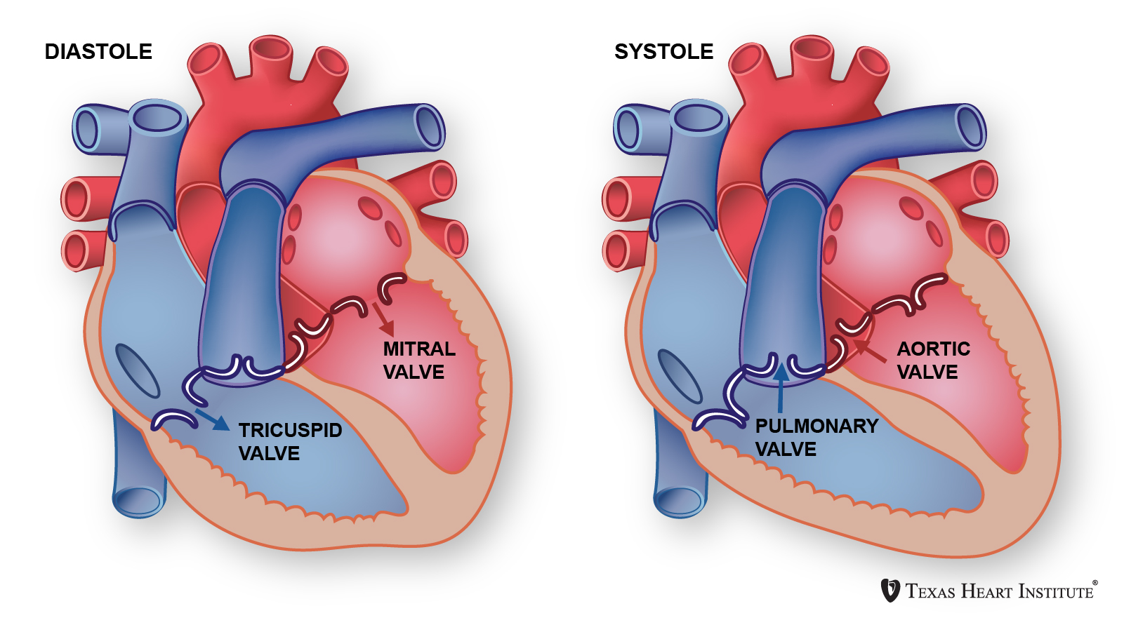 Como funcionan las valvulas mitral y tricuspide