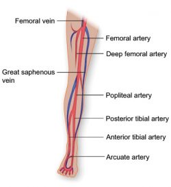 Vascular Anatomy Chart