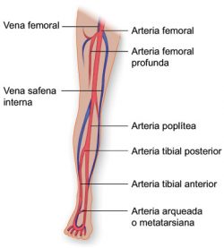 Vasos sanguíneos de la pierna