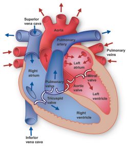 Heart Information Center Heart Anatomy Texas Heart Institute