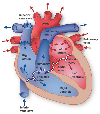 Heart Anatomy