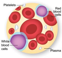 white blood cell parts