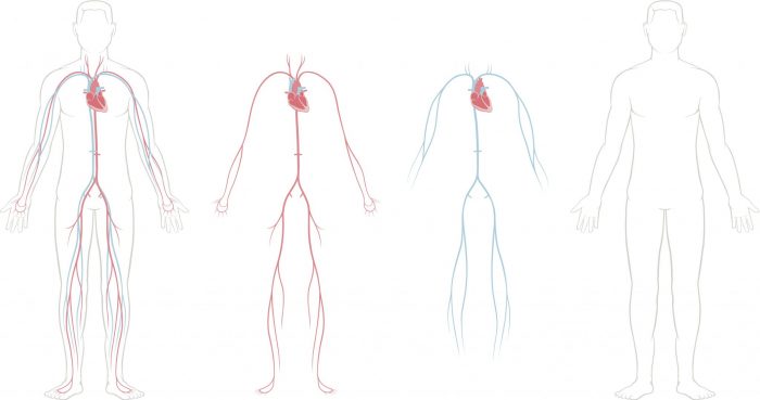 Anatomy Of The Heart And Cardiovascular System Texas Heart