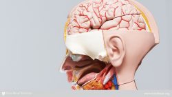 Human head and neck anatomy model