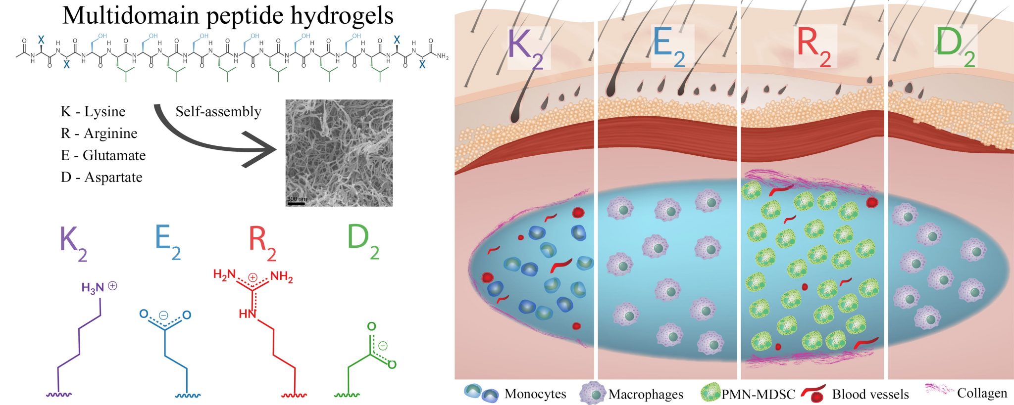 An illustration shows how effective a selection of custom-designed peptide hydrogels are in controlling inflammation.