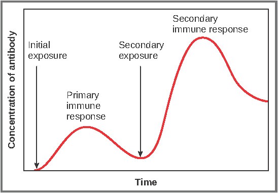 Source: OpenStax, Lumen Learning &. “Anatomy and Physiology II.” The Adaptive Immune Response: B-Lymphocytes and Antibodies | Anatomy and Physiology II, courses.lumenlearning.com/suny-ap2/chapter/the-adaptive-immune-response-b-lymphocytes-and-antibodies/.