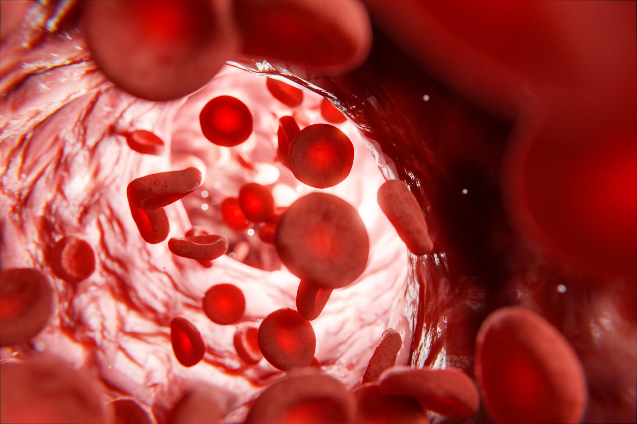 Erythrocytes following blood flow and delivering oxygen in vein inside human body